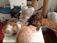 猫开饭-Sirena海妖日咖夜酒