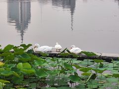 -莲花池公园