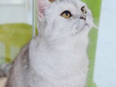 -喵园·猫主题咖啡厅·撸猫·猫咖(国贸店)