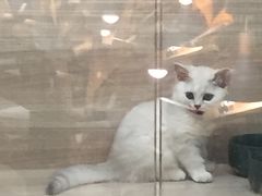 -飞行喵MR PILOT|猫舍·猫咖(静安大融城店)