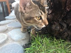 -喵屿·大理花园猫咖