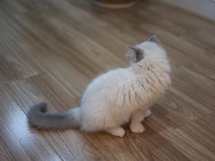 -小猫来了·猫舍(红山六九七九店)