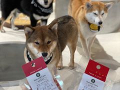 -柴务处·柴犬主题狗咖