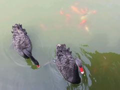 -辛玛王国游乐园