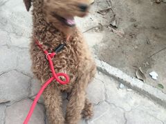 -天使宠物医院·犬猫分诊(彩虹店)