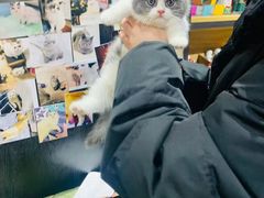 -欣宠猫屋·矮脚拿破仑·蓝金金渐层