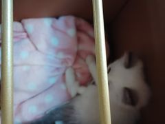 -动物缘宠物医院·骨科·猫科(西二环店)