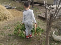 -樂桃源奉贤黄桃种植采摘基地