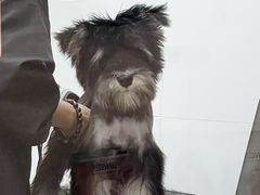 -1013 PET SHOP精品宠物商店(丁香店)