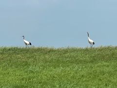 -黑龙江扎龙生态旅游区