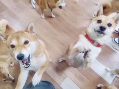-柴犬高等学院·狗咖·柴犬售卖·宠物训练