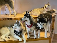 -Husky Go! 哈士奇体验馆·宠物咖啡厅狗咖