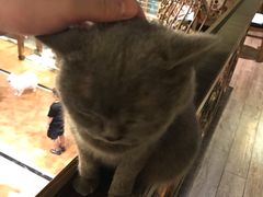 -more than meow吴止猫主题餐厅(承德 中船汇店)