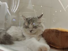 -1013 PET SHOP精品宠物商店(丁香店)