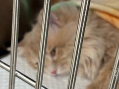 -宠福鑫康馨动物医院·骨科·眼科