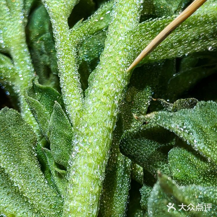 就是这个绿色鱼子酱!所有口水为它而流!