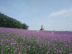 -大塘金香草谷