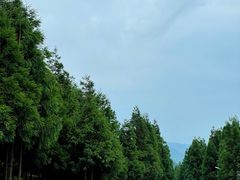 -重庆睡佛山森林公园