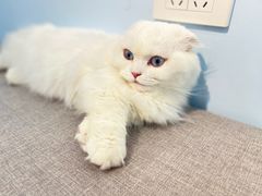 -喵宠乐园·撸猫互动·猫舍