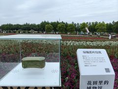-荷兰花海