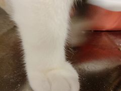 -萌兽医馆·眼科·异宠专科(三里屯店)