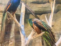 -洛阳龙门海洋馆