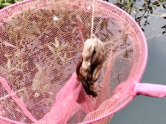 -同銮特种养殖场·龙虾垂钓