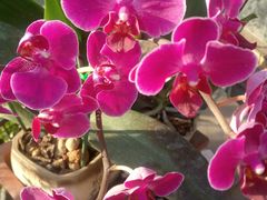 -白佛花鸟鱼虫批发市场小型宠物交易(东区)
