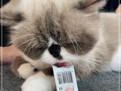 -喵园·猫主题咖啡厅·撸猫·猫咖(国贸店)