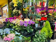 -溪岸路花鸟市场