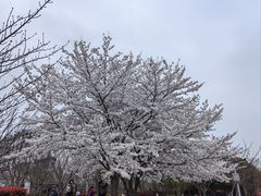 -高东镇樱花园