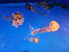 -太平洋海底世界