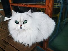 -喵屿·大理花园猫咖