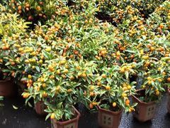 -越秀西湖花市(广州城市广场花卉店)