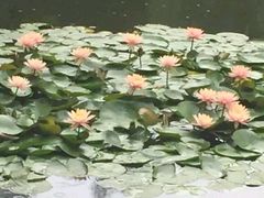 -西中岛海滨