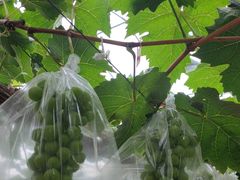 -马陆小张葡萄园农家乐