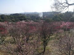 -无锡梅园公园