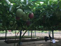 -福建土楼（南靖）云水谣景区-和贵楼