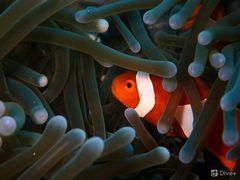 -都念榴莲·城市榴莲