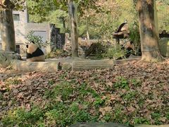 -都江堰中华大熊猫苑
