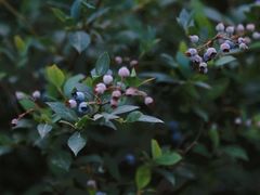 -金谷域澳洲庄园