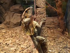 -费瑟代尔野生动物园