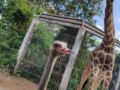 -清迈夜间动物园