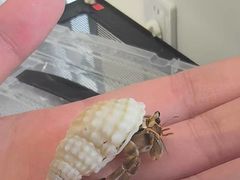 -读宠于你·约克夏比熊·睫角守宫·爬宠售卖(高新店)