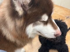 -Let's go狗咖·猫咖·奶狗·桌游(春熙路IFS店)