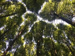 -山王坪喀斯特国家生态公园
