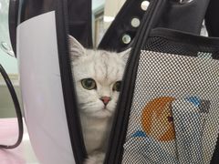 -北京观赏动物医院·24小时大型综合·猫专科·异宠专科