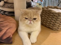 -飞行喵MR PILOT|猫舍·猫咖(静安大融城店)
