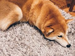 -柴务处·柴犬主题狗咖