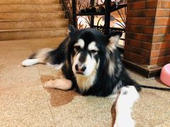 -more than meow吴止猫主题餐厅(承德 中船汇店)